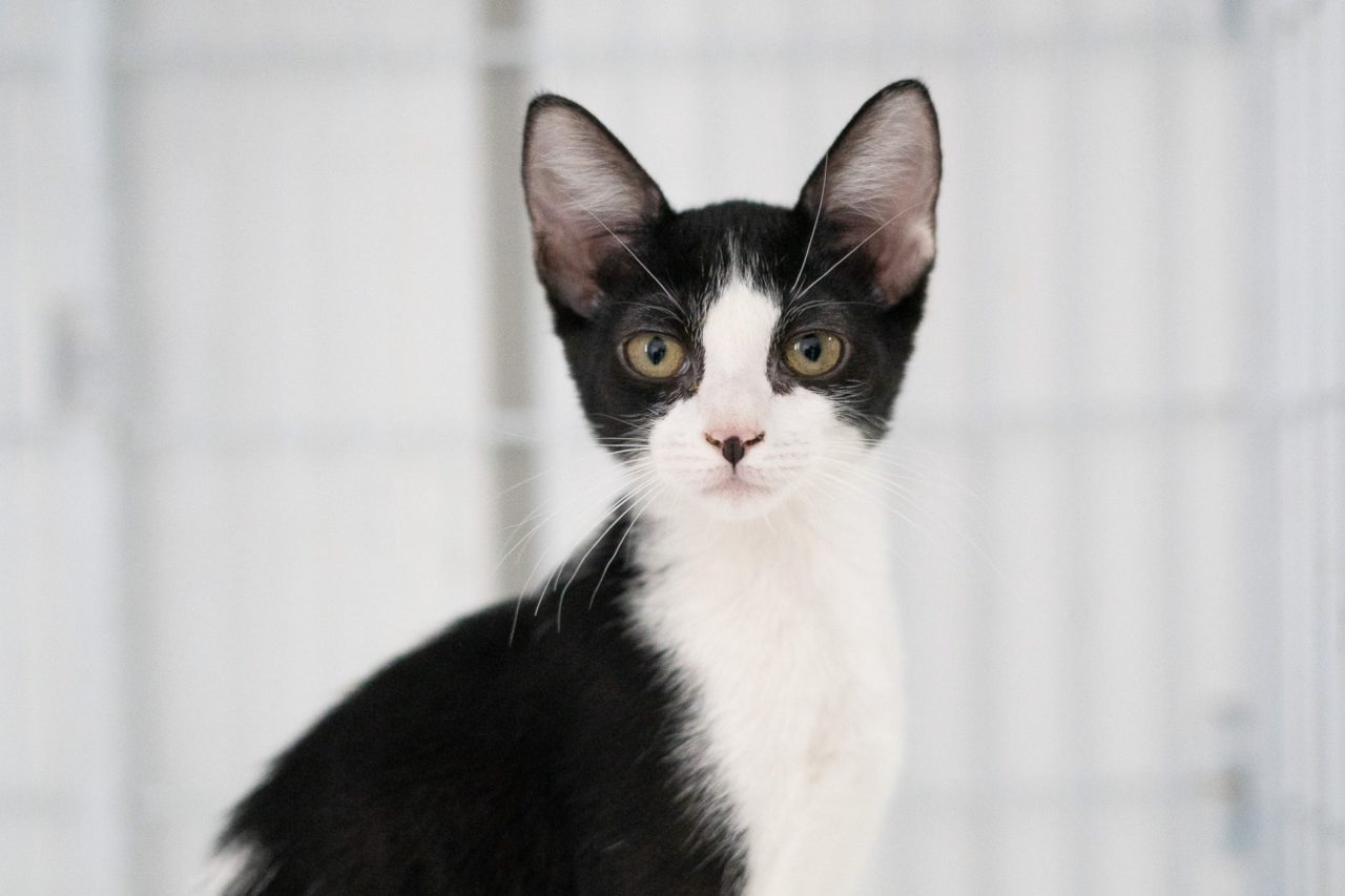 Jundiaí castra e microchipa 114 gatos em mutirão