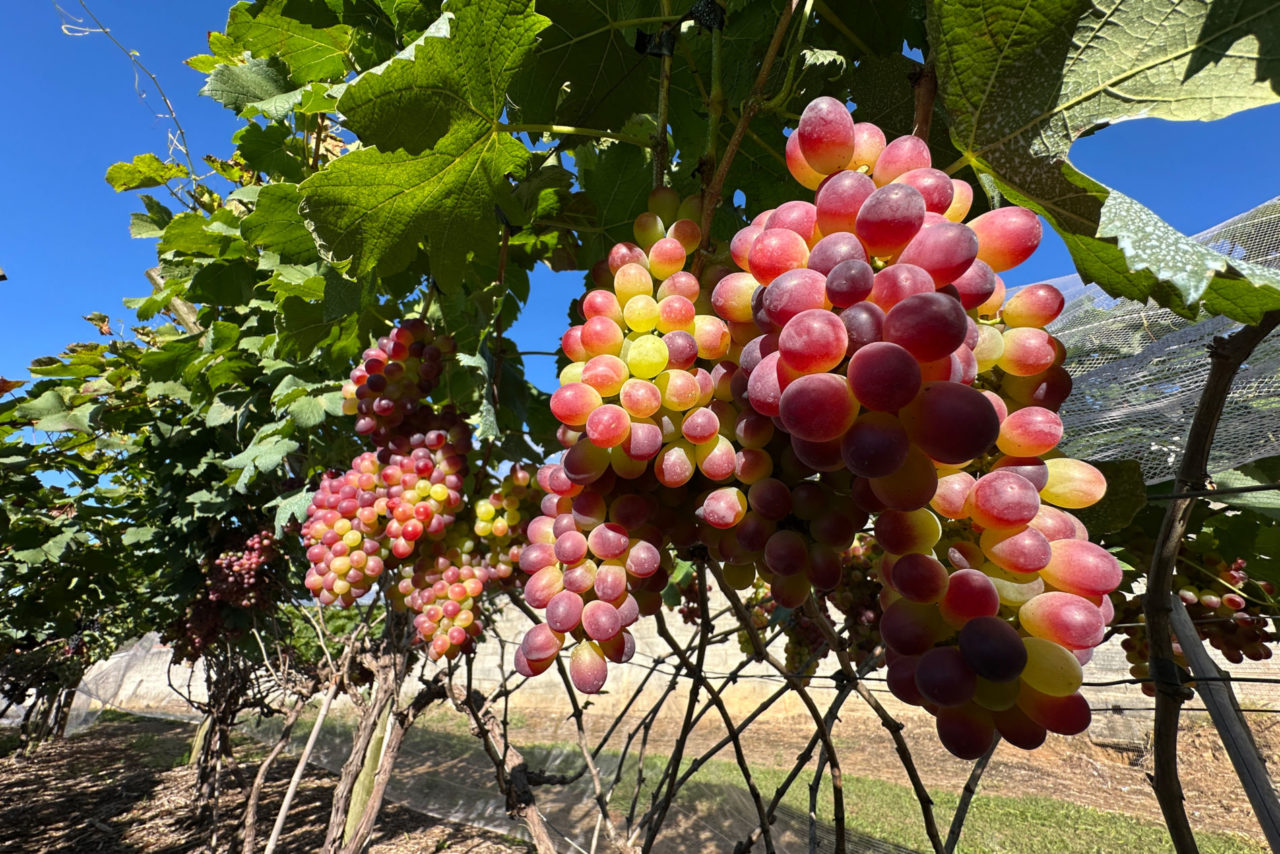 Agricultura local garante alimentos e movimenta a economia