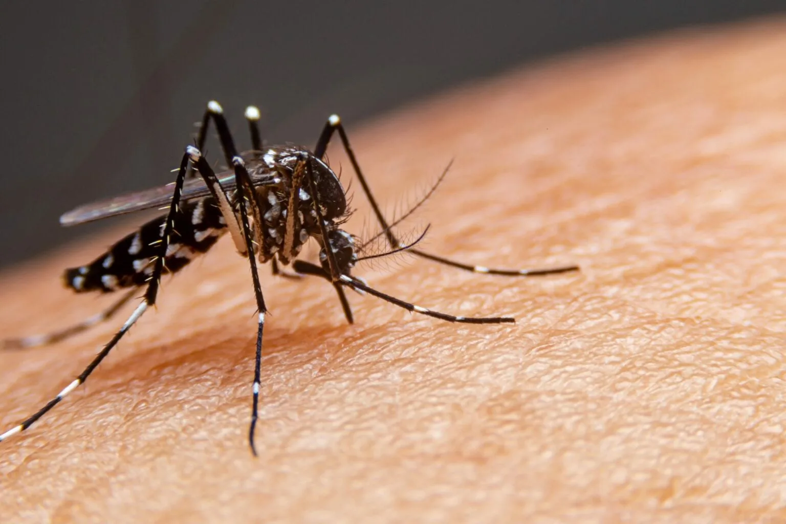 Combate à dengue em Jundiaí terá ação nos bairros Tamoio e Tarumã