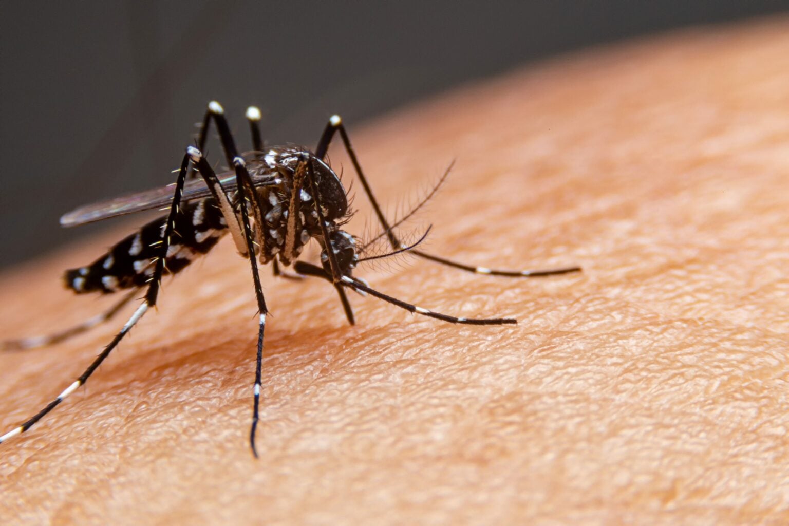 Combate à dengue em Jundiaí terá ação nos bairros Tamoio e Tarumã