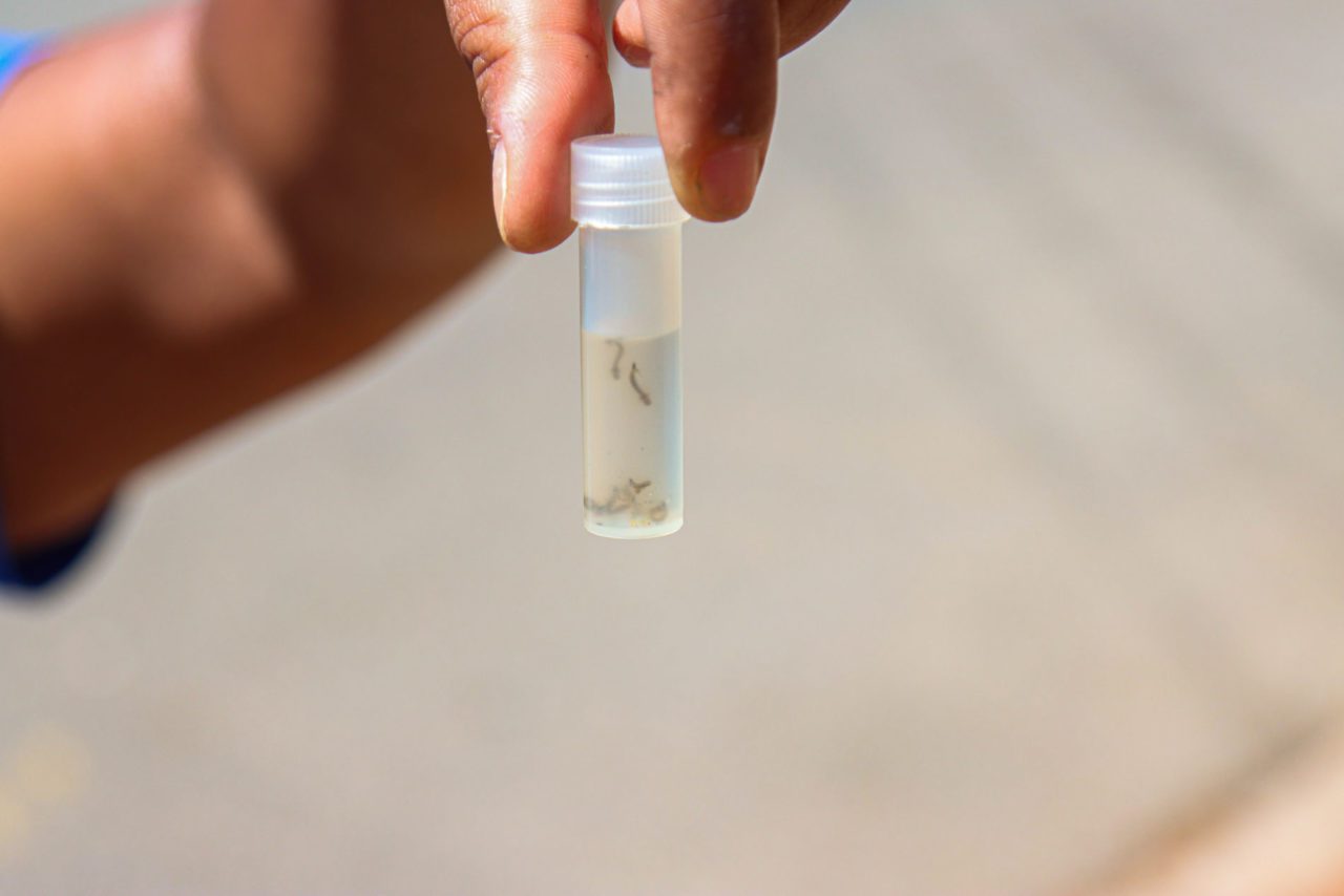 Dengue sem fake news em Jundiaí: mitos e verdades que protegem a população