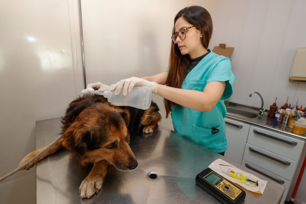Jundiaí amplia atendimento veterinário gratuito para tutores e protetores de animais