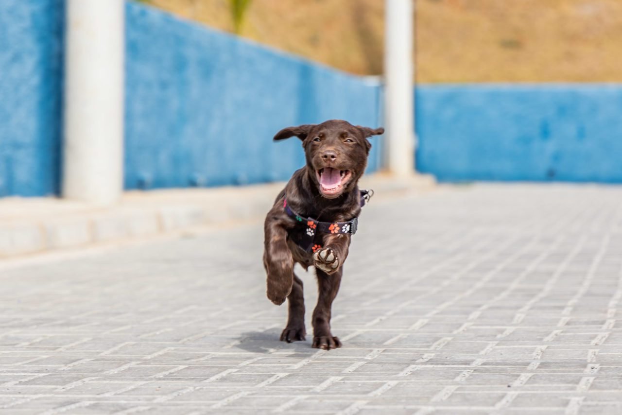 Nova labradora da GM vai atuar com Cãoterapia em Jundiaí