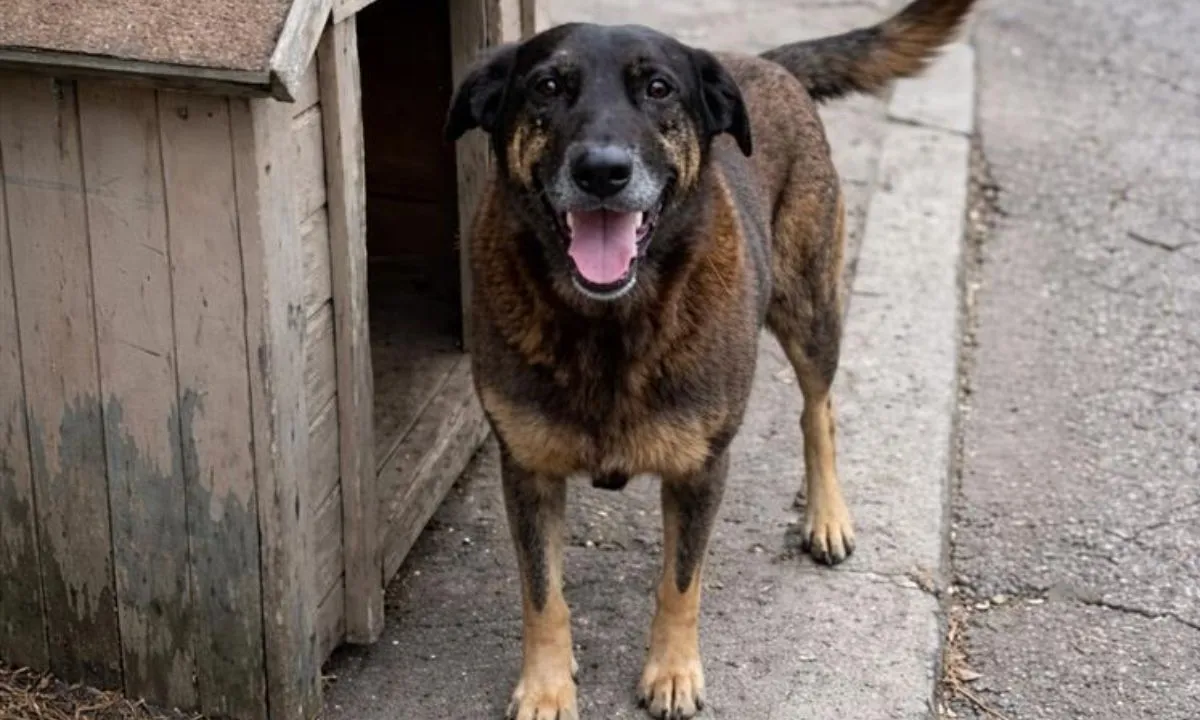 Caso Orelha reacende debate sobre maus-tratos a animais