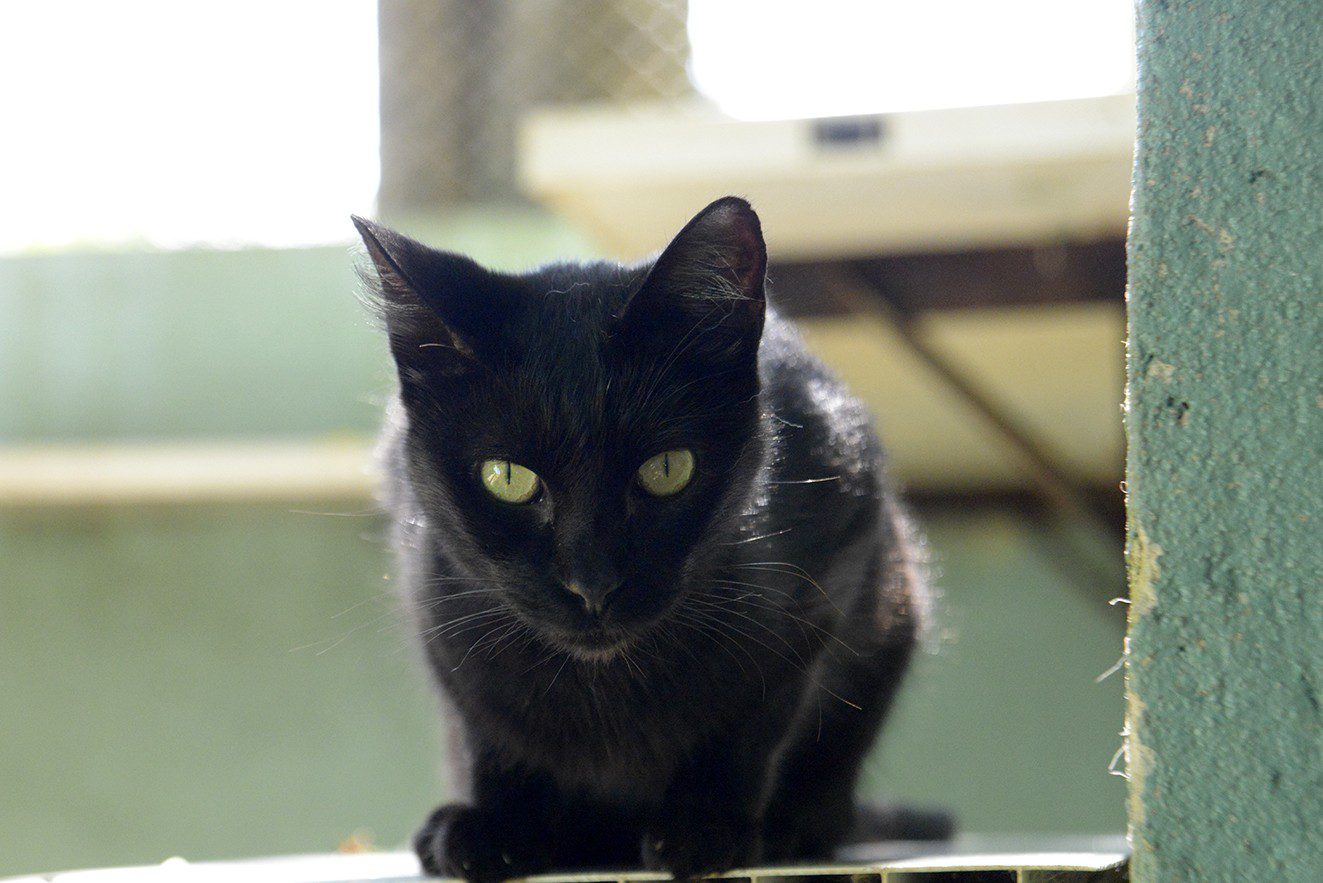 Mutirão de castração em Jundiaí esgota vagas e confirma novas datas