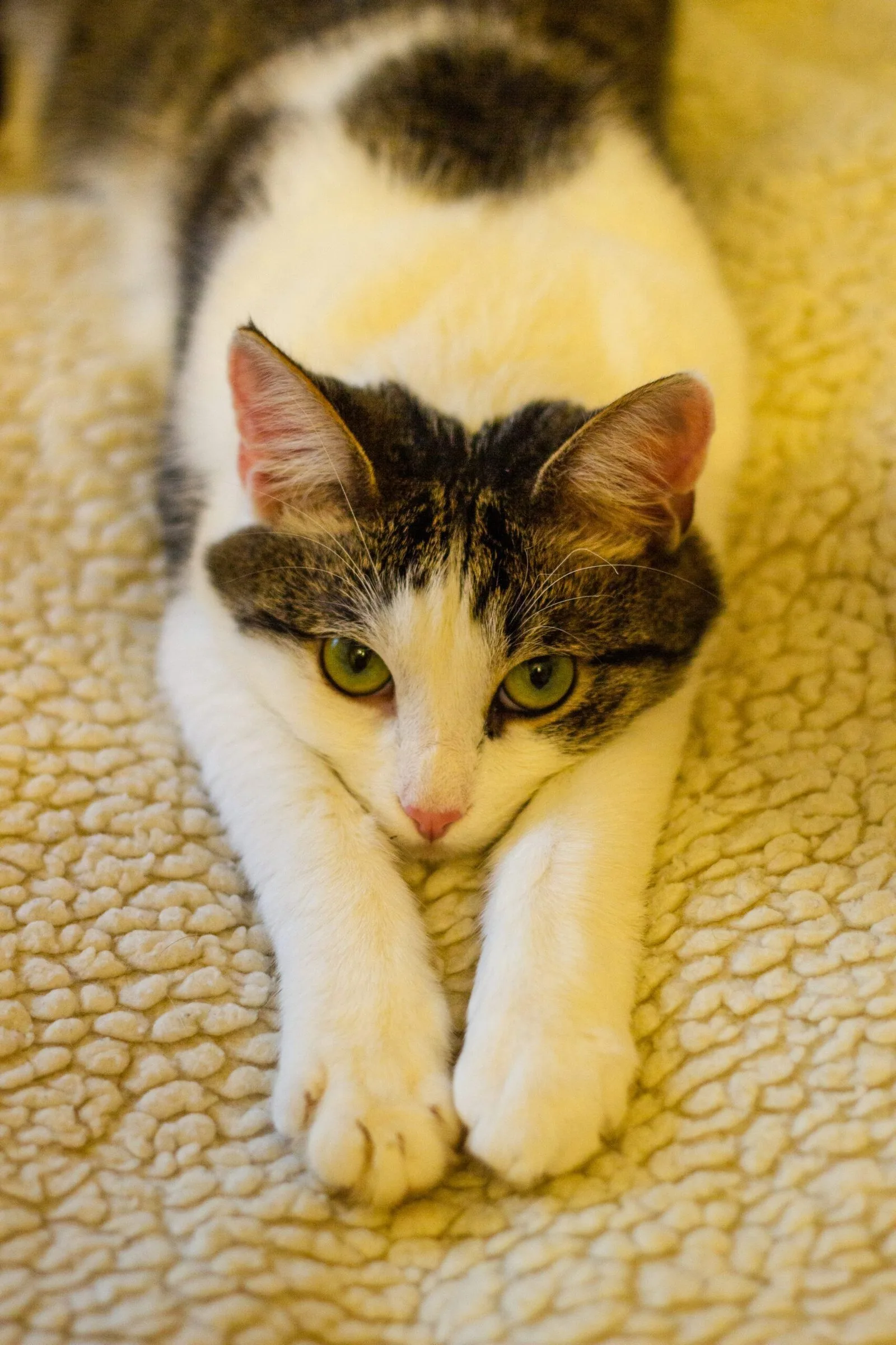 Raiva em gato após 40 anos alerta tutores em Jundiaí