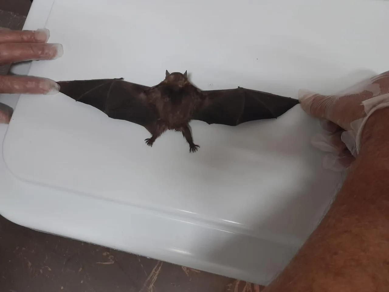 Morcego com raiva é encontrado no bairro Fernandes, em Jundiaí