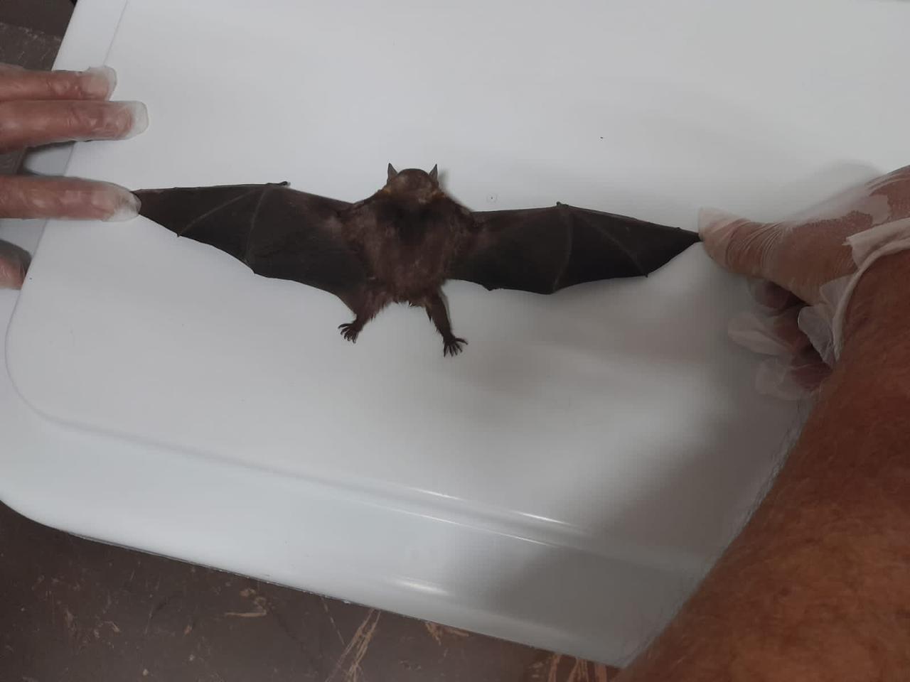 Morcego com raiva é encontrado no bairro Fernandes, em Jundiaí