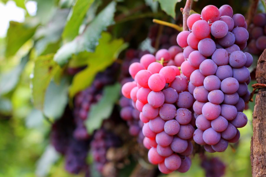 Safra da uva em Jundiaí inicia ciclo de renda e celebração em 2026