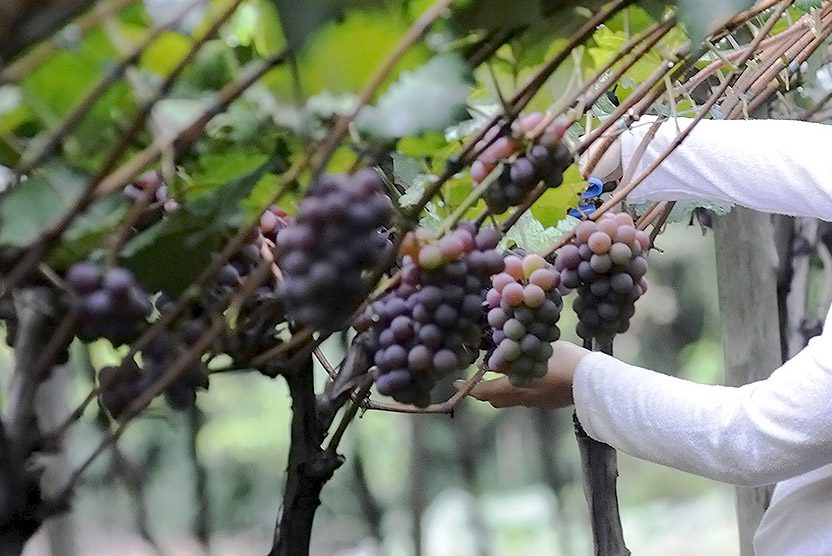 Subvenção do agronegócio tem prazo até maio